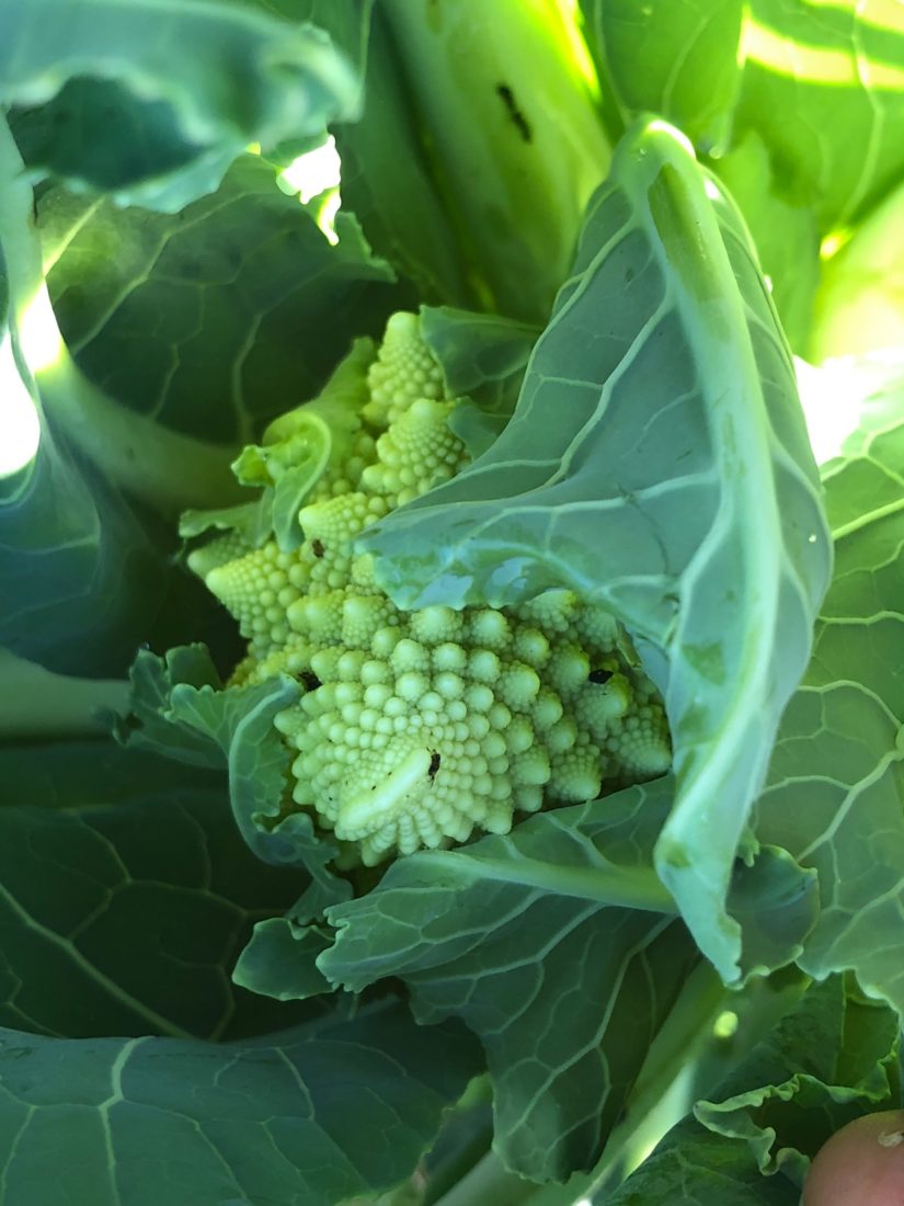 romanesco